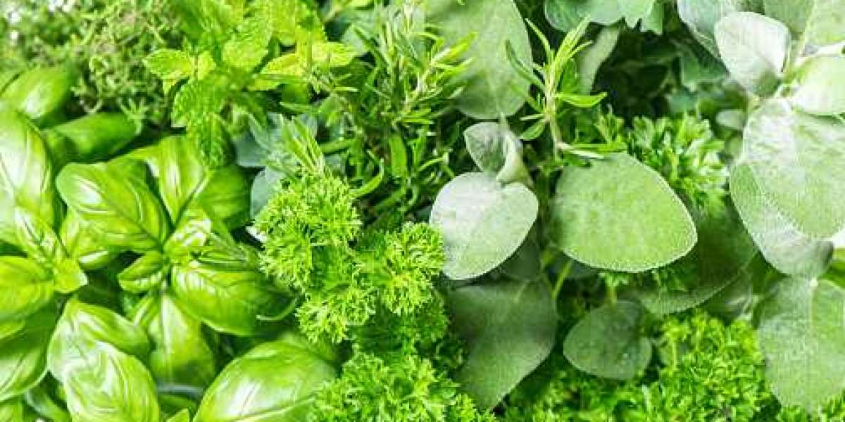 Fresh Herbs Key Market Players by Type, Revenue, and Forecast 2030