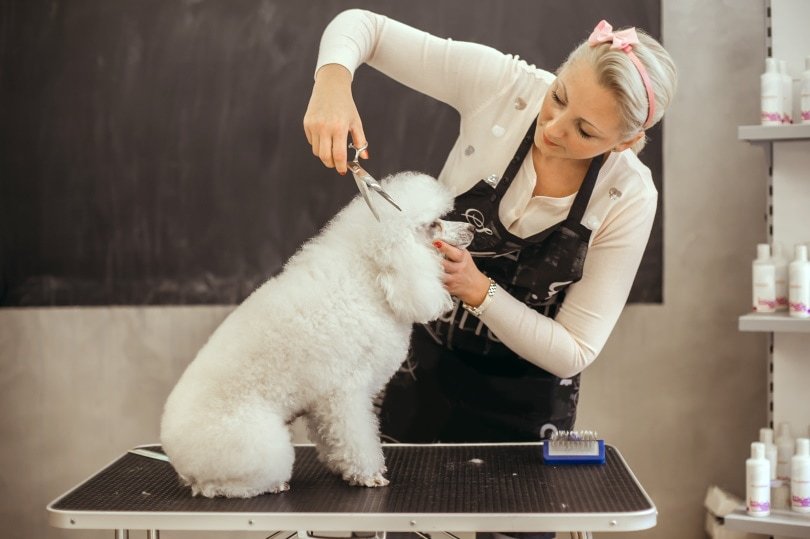 Pet Grooming Scissors Buying Guide: Finding the Perfect Shears for Your Furry Client's Coat | Right Time To Buy