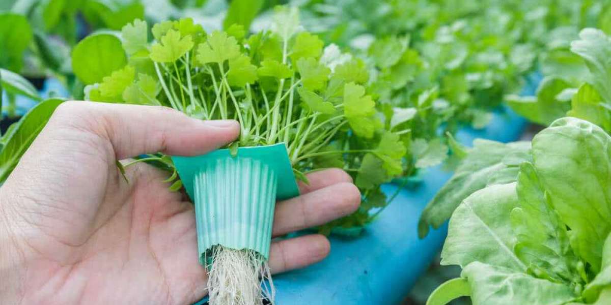 Hydroponics Market Share, Growth, Industry Analysis - 2030