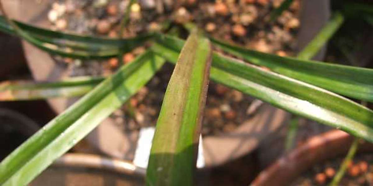Orchid Leaves Turn Purple: Causes and Solutions