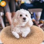 Dog Beds