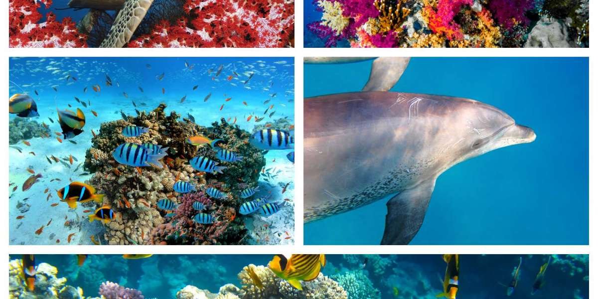 HURGHADA EXCURSION