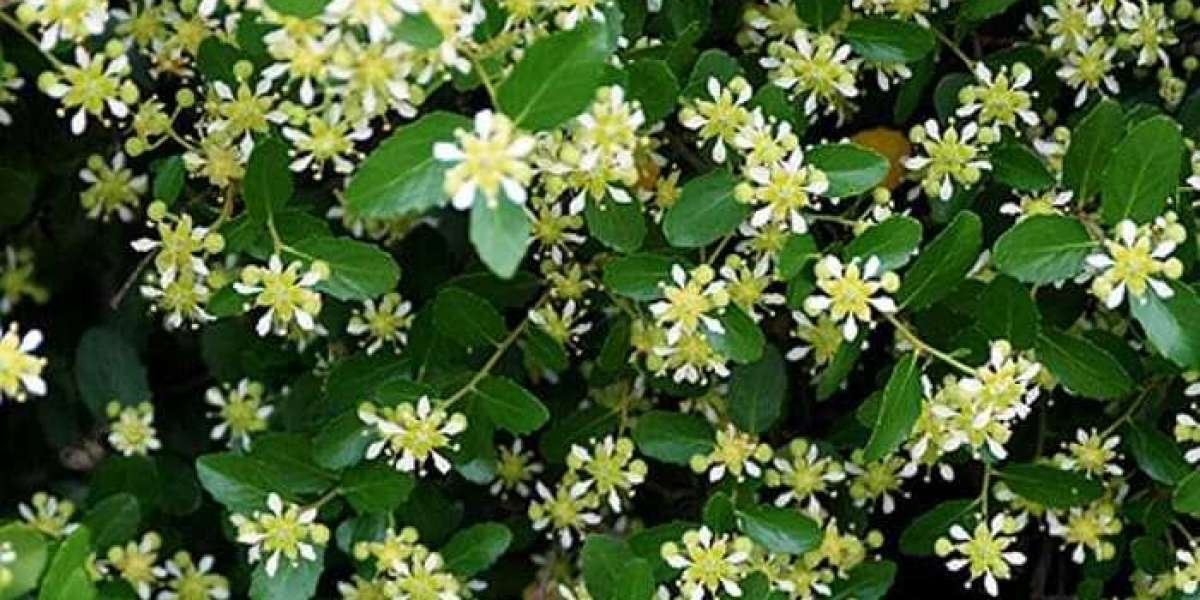 Global Quillaia Extract Market Size, Share, Strategies, Key Manufacturers, Trends and SWOT Analysis 2032