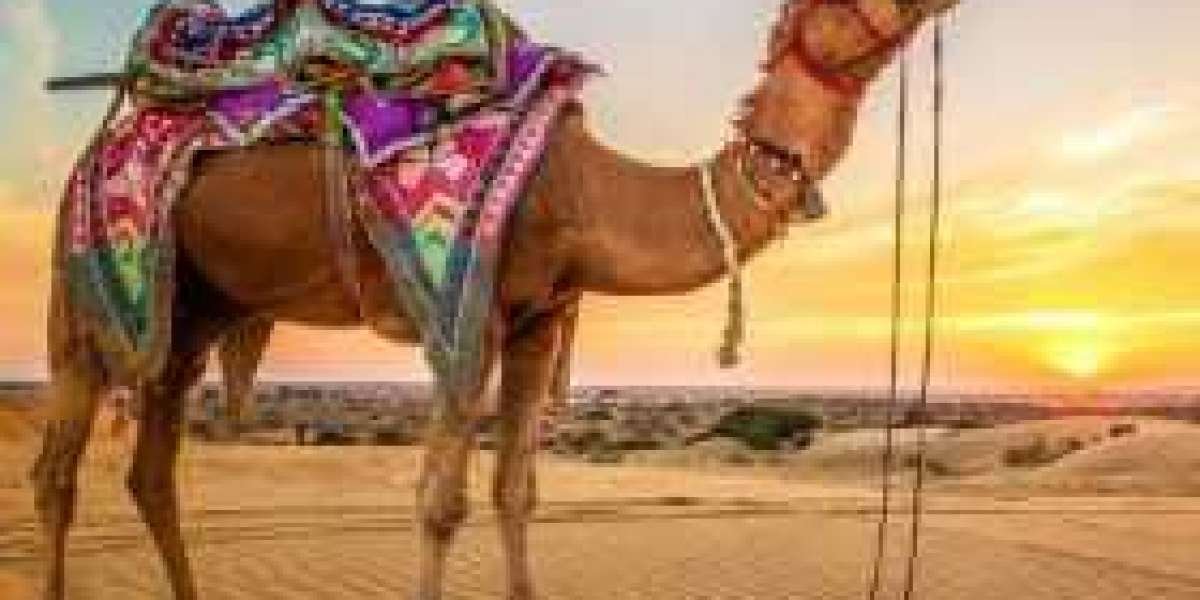 Discover Rajasthan’s Royal Charm in the Mewar Region