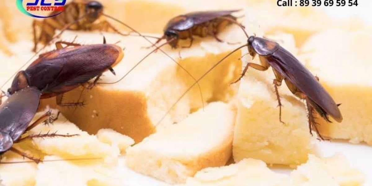Why Cockroaches Keep Coming Back