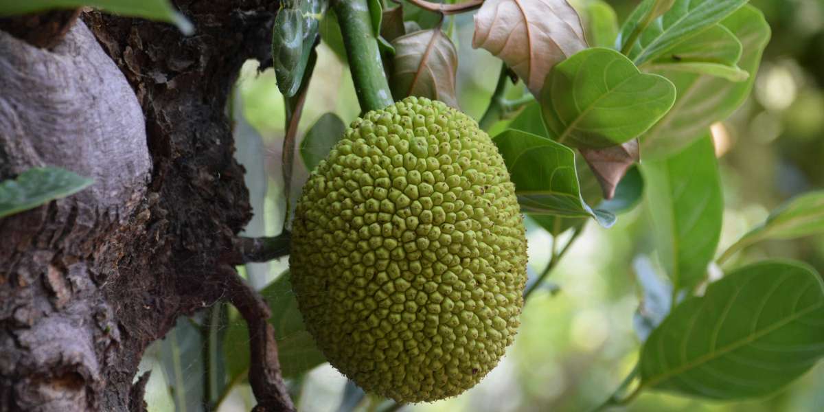 Rising Global Demand for Frozen Jackfruit and Value-Added Jackfruit Products in International Markets