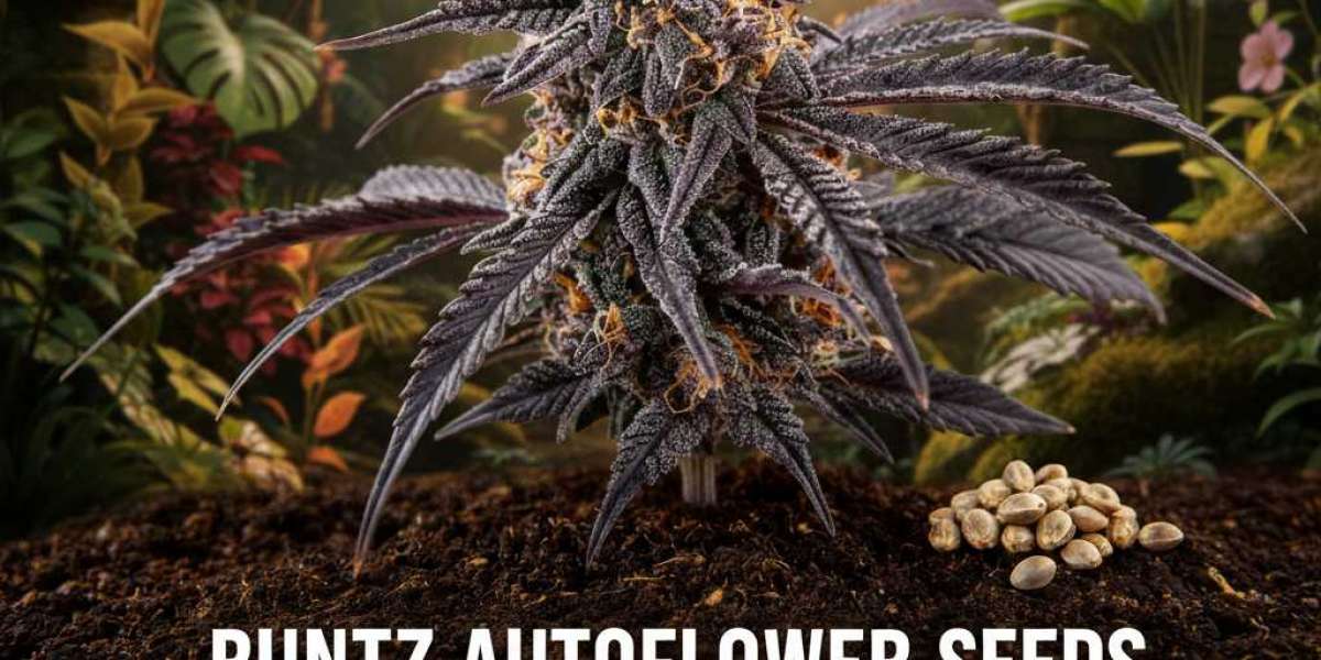 Runtz Auto Seeds | Premium Exotic Autoflower | Gelato Seeds