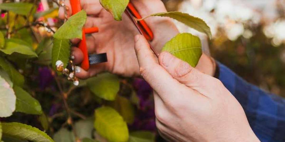 When Should You Schedule Tree Pruning in Houston for Health?