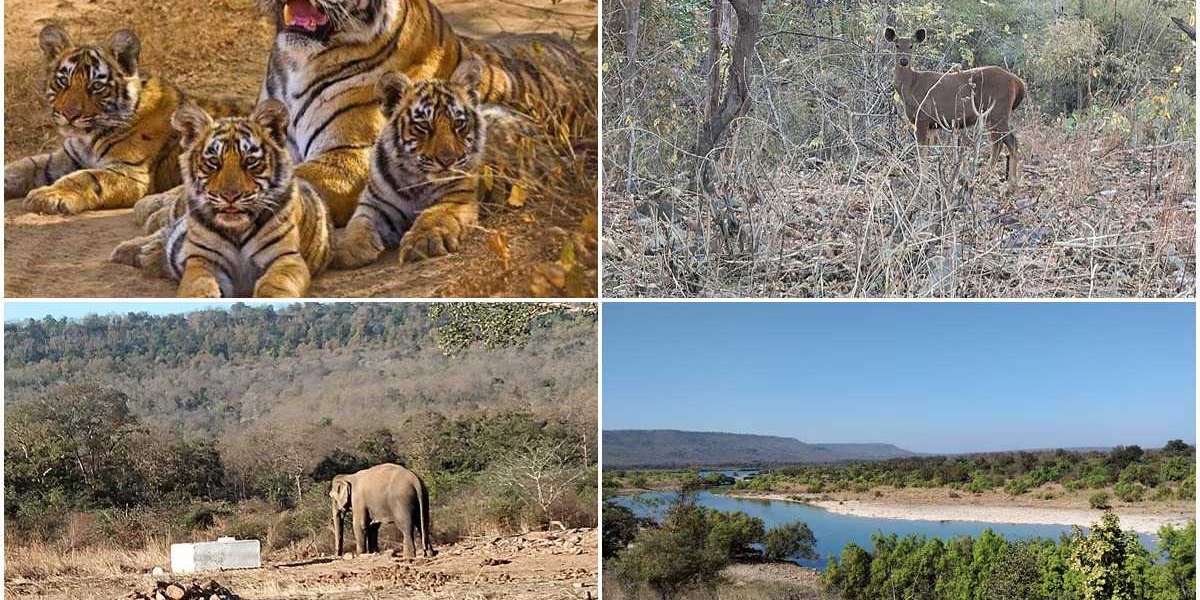 Things You Didn’t Know About Panna National Park