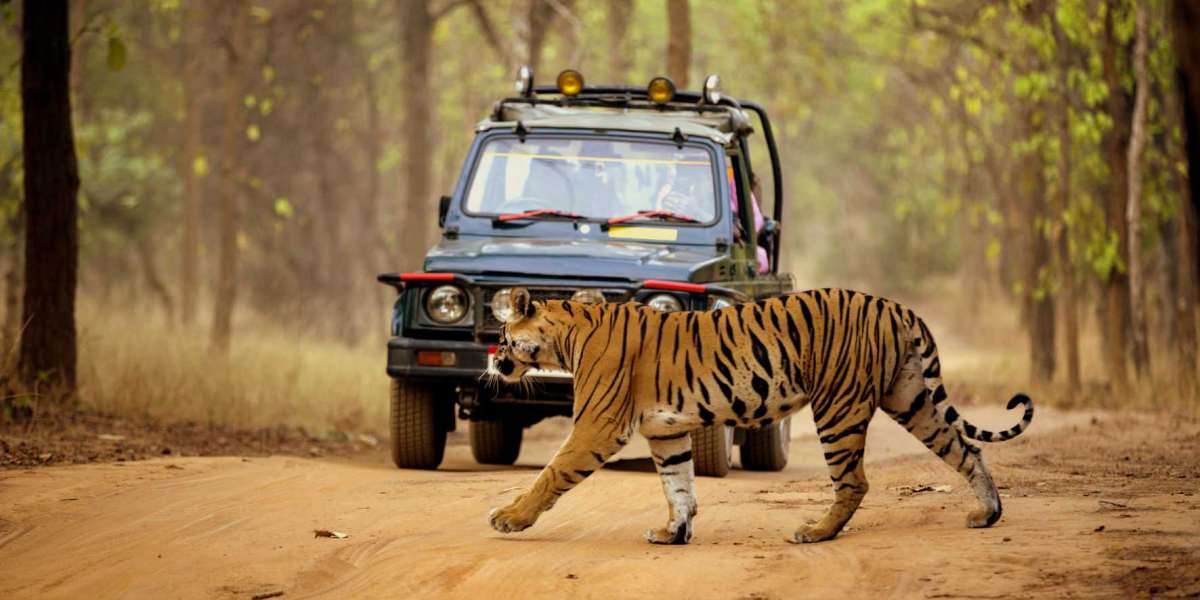 How To Choose The Right Zones For One For Tadoba Jeep Safari