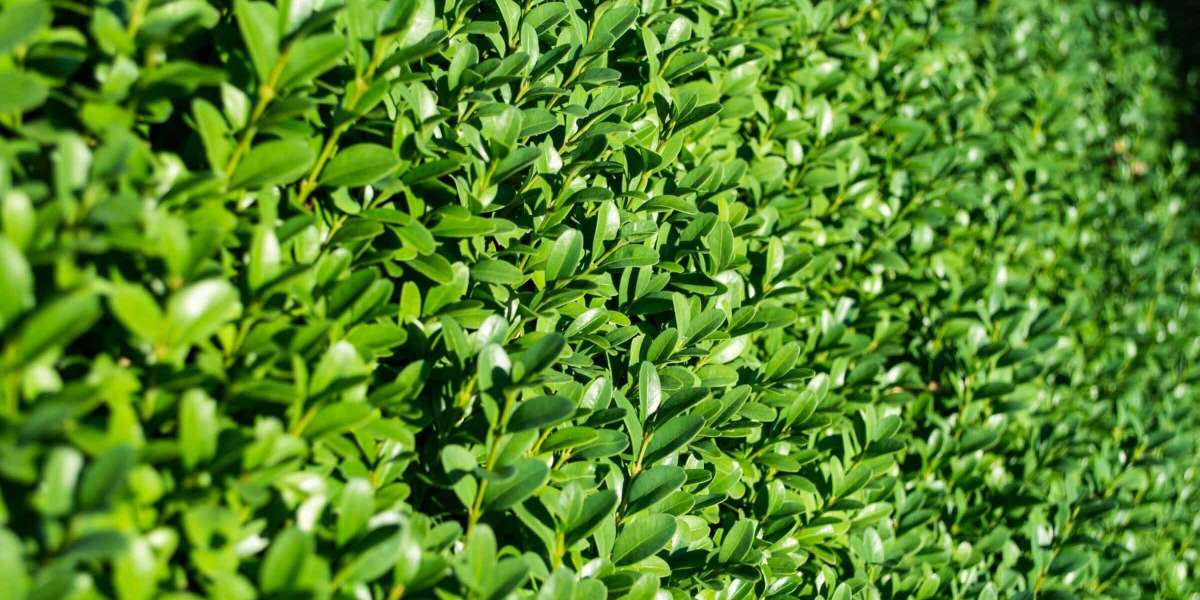 Expert Gardening Maintenance Malabar Services for a Perfect Outdoor Space